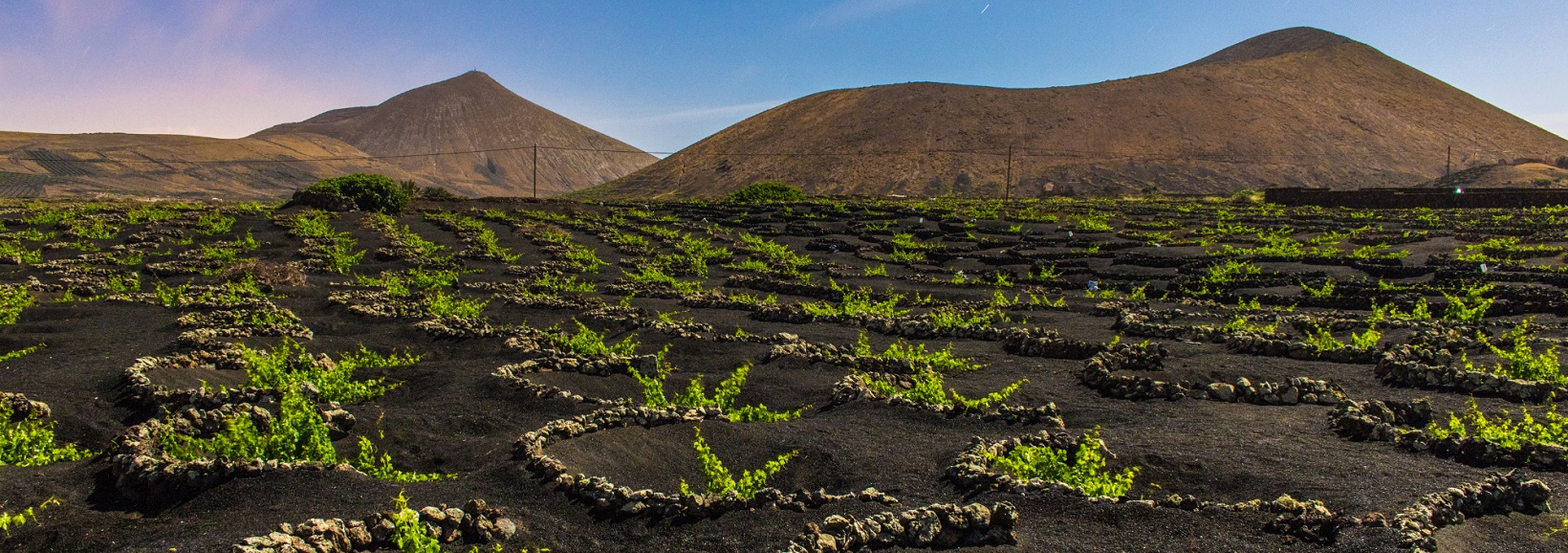 Uva de vino en Canarias