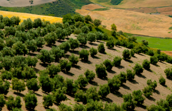 Olivar